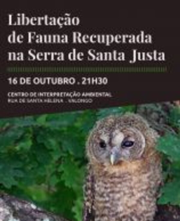 Imagem de uma coruja em um ramo, promovendo um evento de libertação de fauna.