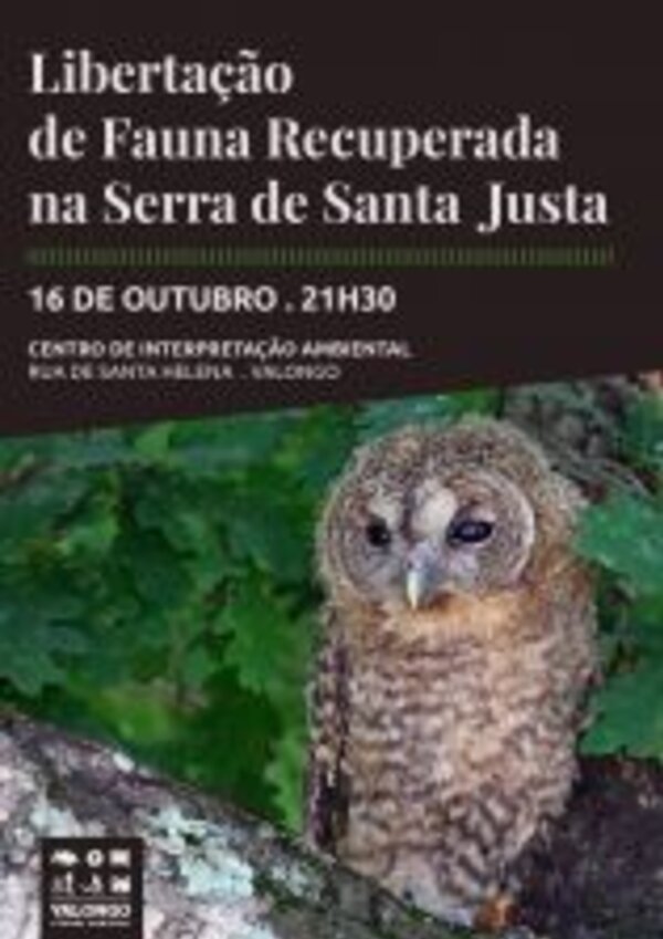Imagem de uma coruja em um ramo, promovendo um evento de libertação de fauna.