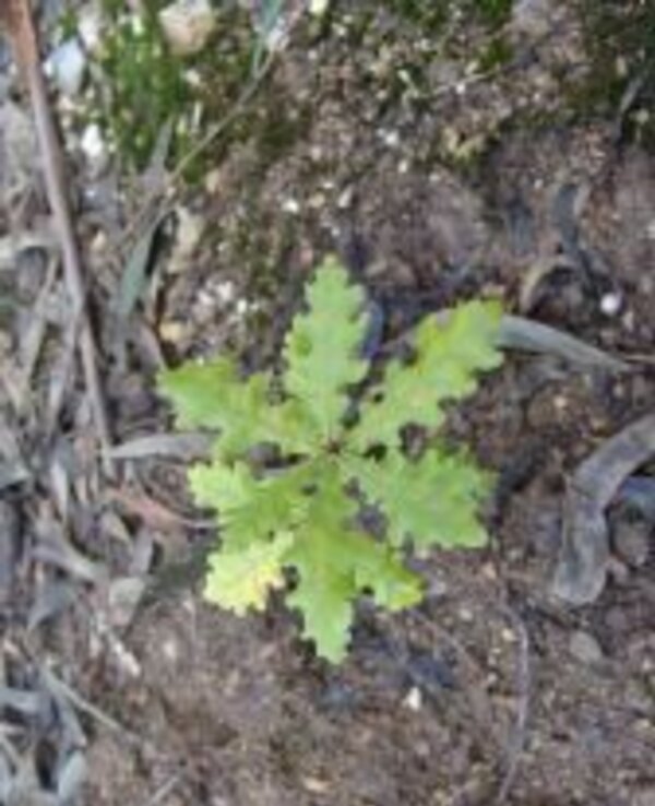 Planta jovem com folhas verdes e recortadas, crescendo no solo.
