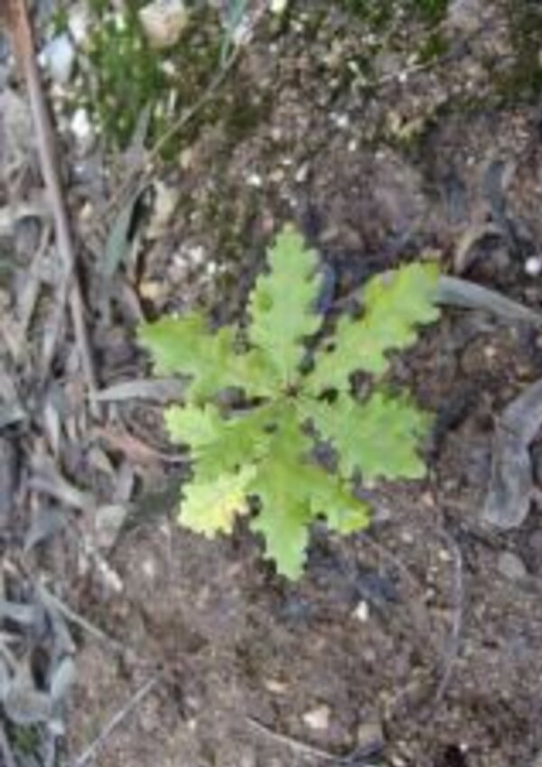 Planta jovem com folhas verdes e recortadas, crescendo no solo.