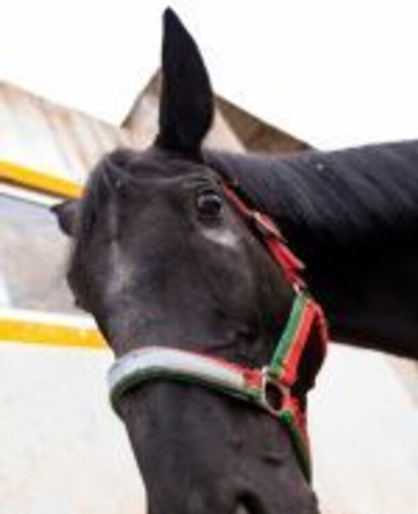 Cavalo preto com arreios coloridos, olhando diretamente para a câmara.