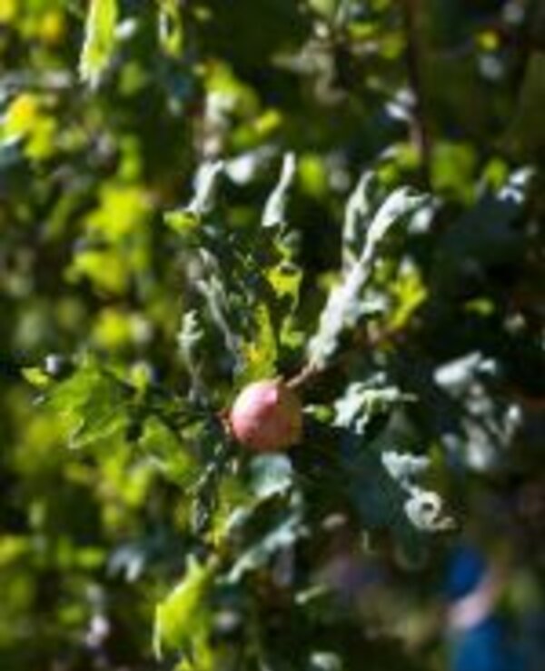 Fruto pequeno e redondo, rosa, entre folhas verdes de uma árvore.