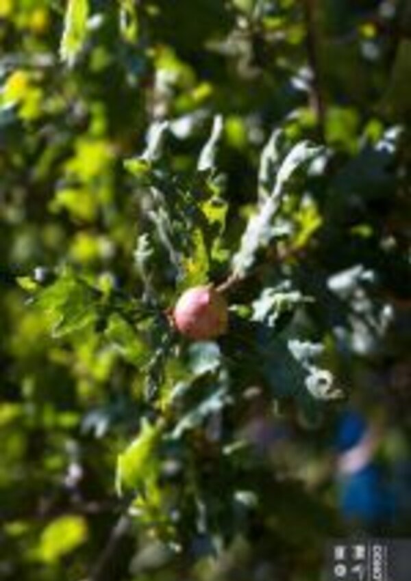 Fruto pequeno e redondo, rosa, entre folhas verdes de uma árvore.