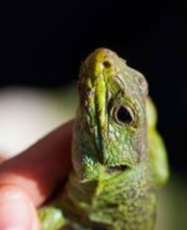 Um lagarto verde sendo segurado por uma mão, focado no seu rosto.