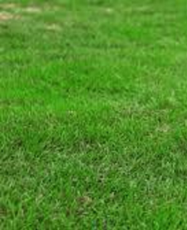 Uma bola de futebol preta e branca sobre um relvado verde.