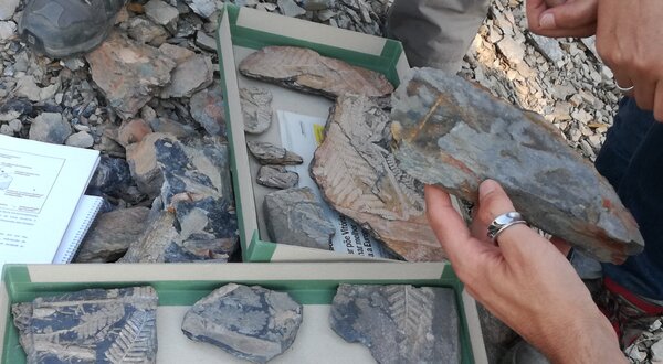 Paleontólogos analisam fósseis de folhas em caixas de amostras.