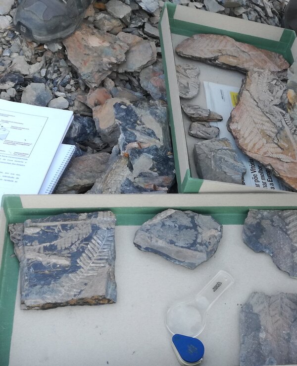 Paleontólogos analisam fósseis de folhas em caixas de amostras.