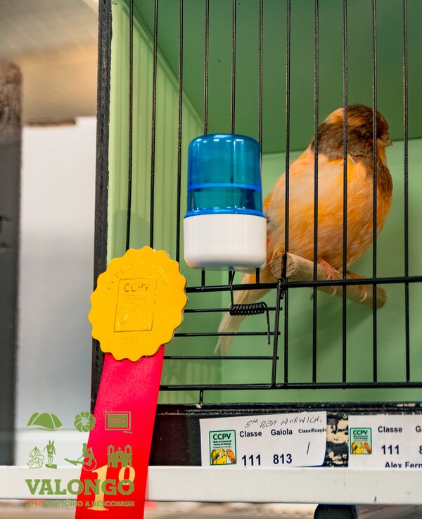 Canário amarelo numa gaiola com prémios de concurso ao lado.