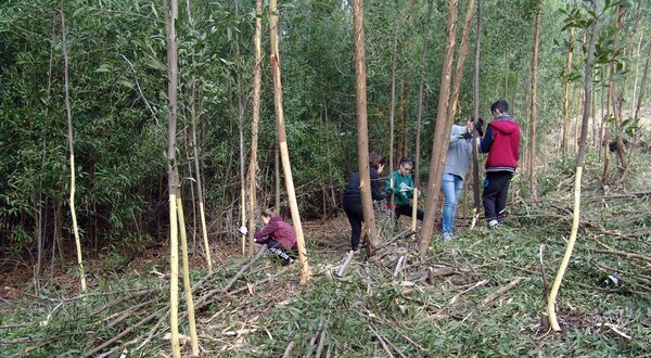 Grupo de pessoas a trabalhar numa área florestal, rodeados por árvores e ramos.