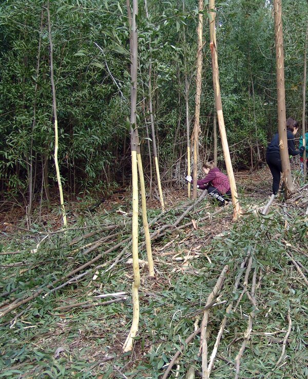 Grupo de pessoas a trabalhar numa área florestal, rodeados por árvores e ramos.
