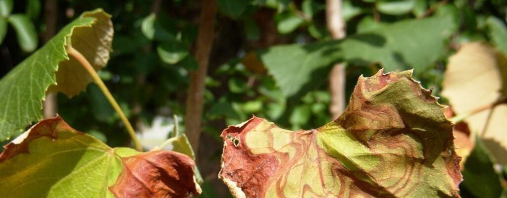 Avisos Agrícolas - Circular 02-2019