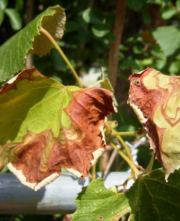Folhas de videira com manchas marrons e verdes, mostrando sinais de secagem.