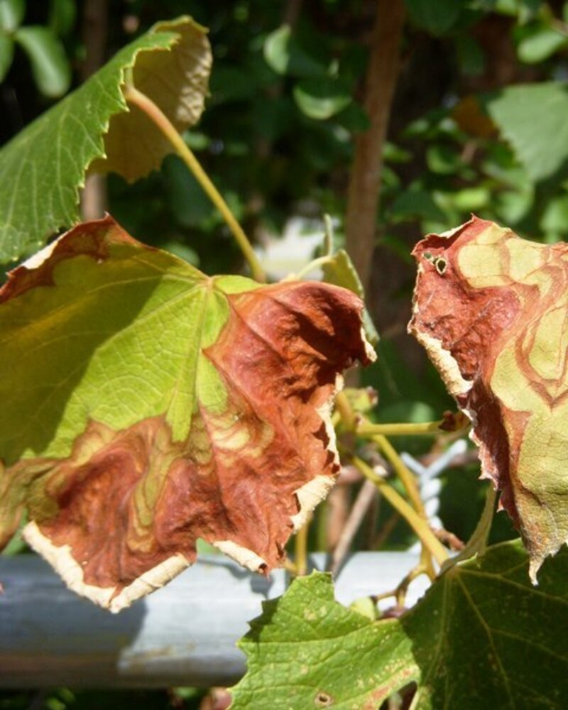 Folhas de videira com manchas marrons e verdes, mostrando sinais de secagem.