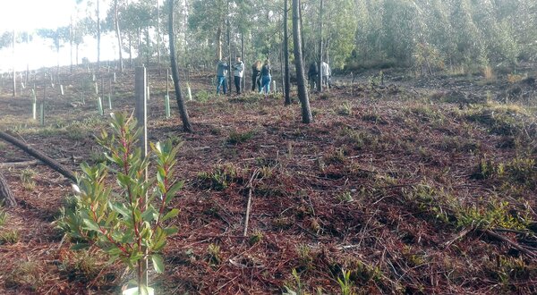 Grupo de pessoas a plantar árvores em área reflorestada com vegetação rasteira.