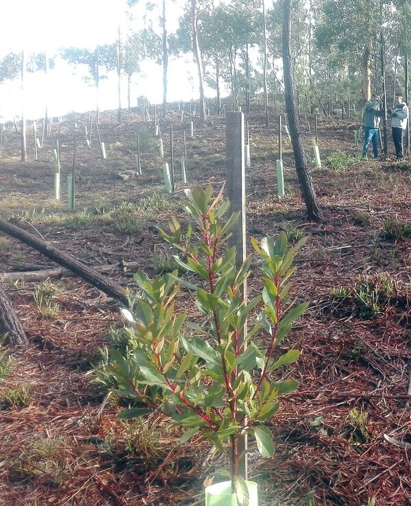 Grupo de pessoas a plantar árvores em área reflorestada com vegetação rasteira.