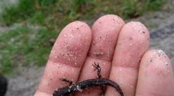 Uma mão segurando um pequeno salamandra preta coberta de areia.