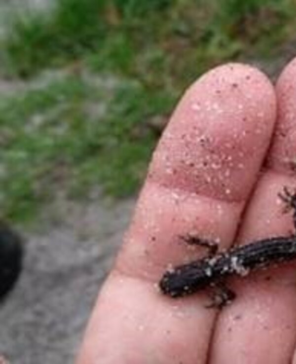 Uma mão segurando um pequeno salamandra preta coberta de areia.