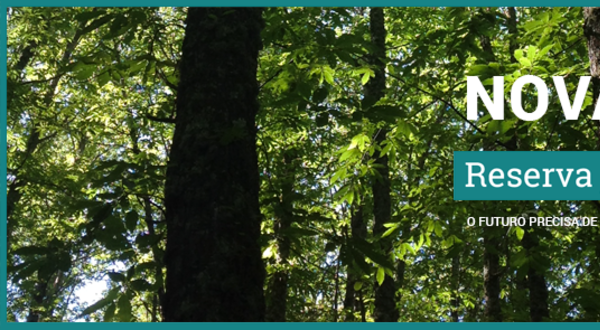 Imagem de uma floresta densa com árvores verdes e um texto sobre uma nova ação.