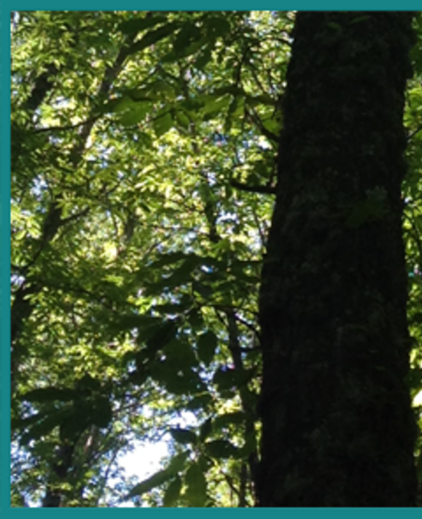 Imagem de uma floresta densa com árvores verdes e um texto sobre uma nova ação.