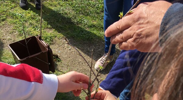 Várias mãos de crianças e adultos a plantar uma árvore em solo fértil.