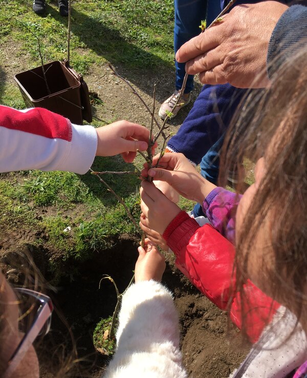 Várias mãos de crianças e adultos a plantar uma árvore em solo fértil.