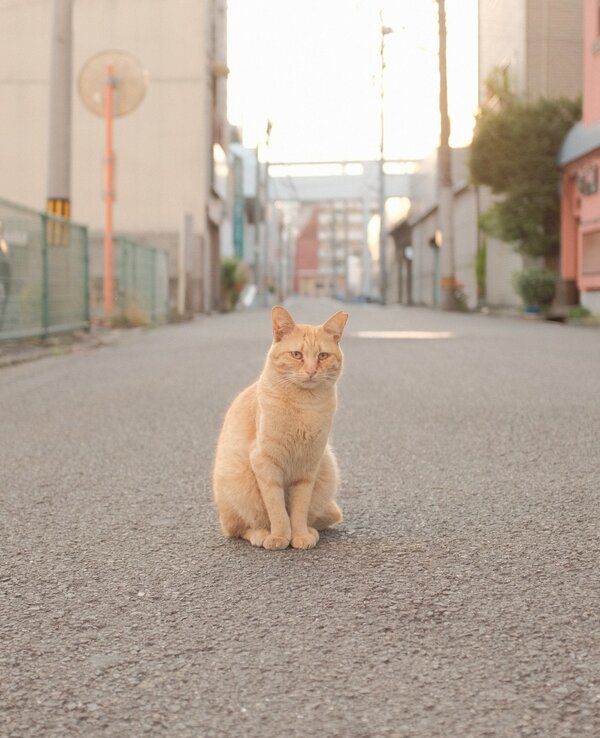 mak_sobnjbavgcq_unsplash