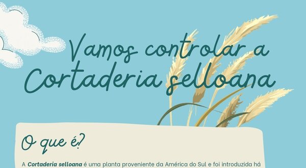 Imagem informativa sobre a Cortaderia selloana, planta invasora em Portugal.