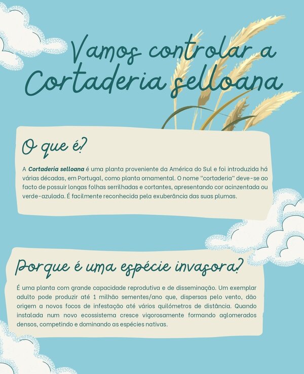 Imagem informativa sobre a Cortaderia selloana, planta invasora em Portugal.