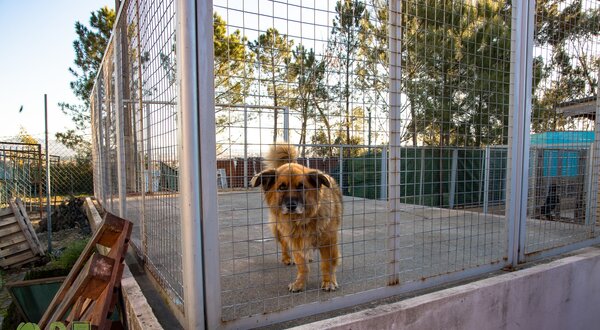 Cão de pelagem dourada dentro de um canil, olhando para fora.