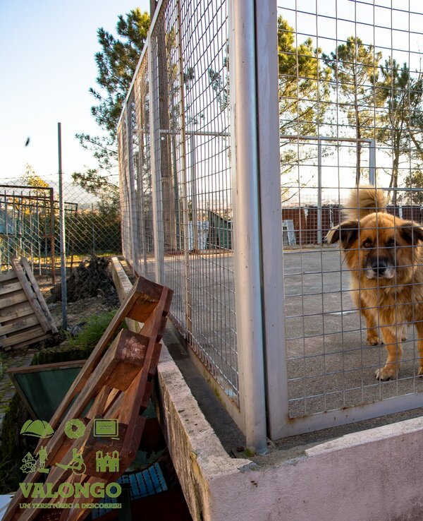 Cão de pelagem dourada dentro de um canil, olhando para fora.