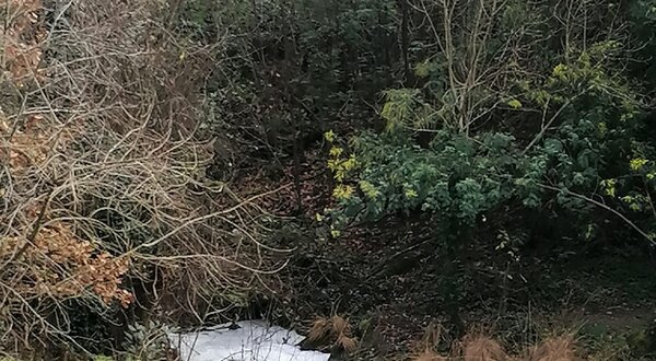 Ribeira com espuma branca, rodeada por vegetação e pedras.