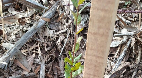 Planta jovem verde a crescer entre folhas secas e um suporte de madeira.