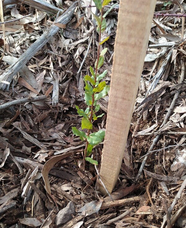 Planta jovem verde a crescer entre folhas secas e um suporte de madeira.