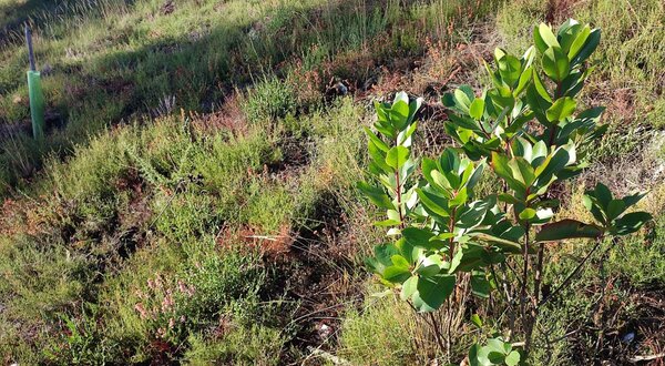 Pequeno arbusto verde com folhas brilhantes em terreno natural.