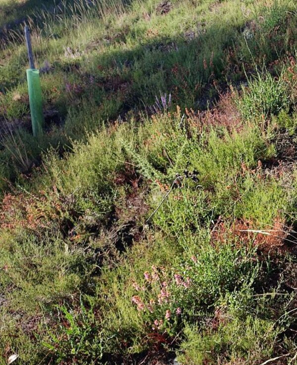 Pequeno arbusto verde com folhas brilhantes em terreno natural.