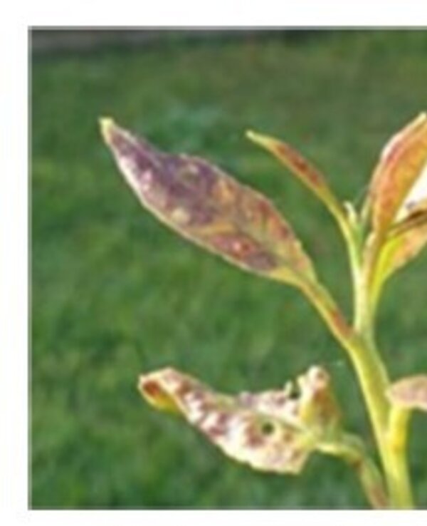 Três imagens de folhas de plantas com diferentes tipos de danos e deformações.