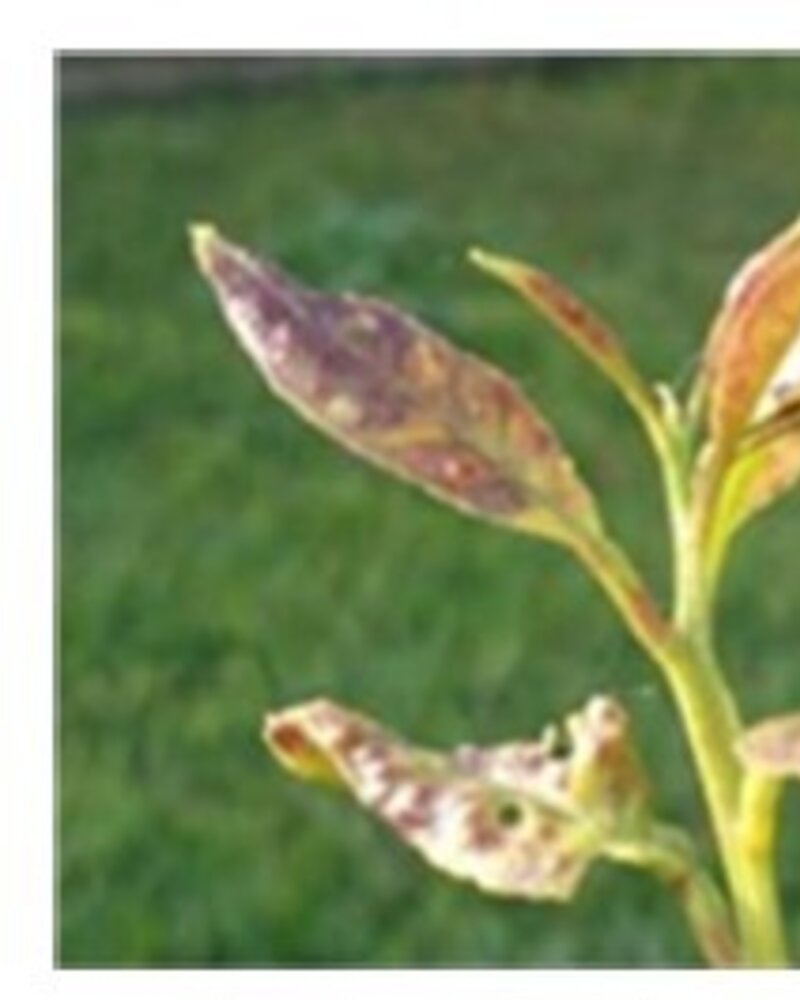 Três imagens de folhas de plantas com diferentes tipos de danos e deformações.