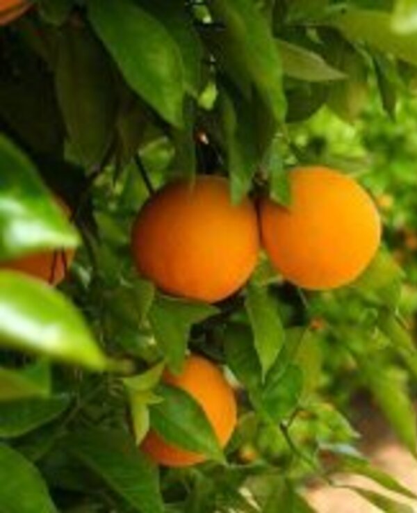 Laranjas maduras penduradas em ramos verdes, com árvores ao fundo.