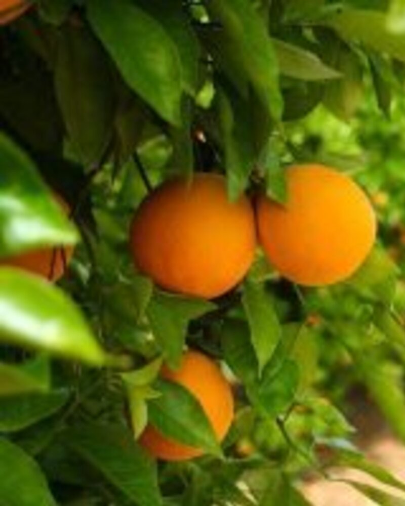 Laranjas maduras penduradas em ramos verdes, com árvores ao fundo.