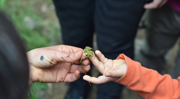 Uma mão adulta e uma criança a tocar numa rã verde na floresta.