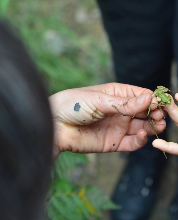 Uma mão adulta e uma criança a tocar numa rã verde na floresta.
