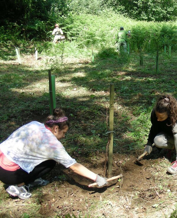 Grupo de pessoas a plantar árvores em um campo verdejante.
