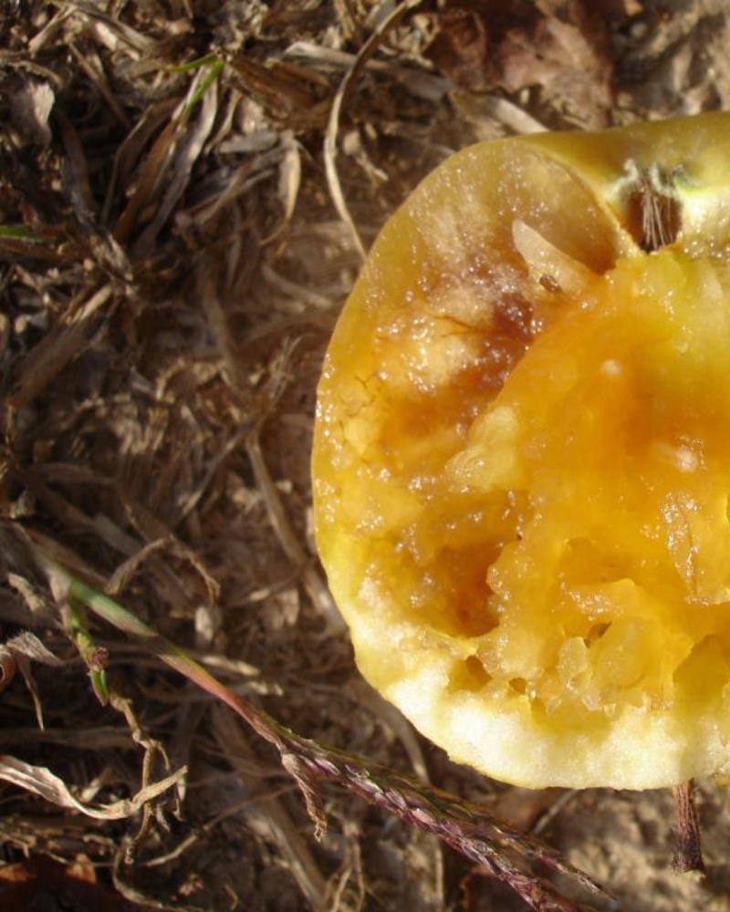 Meia fruta amarela, com polpa mole e estragada, em solo seco.