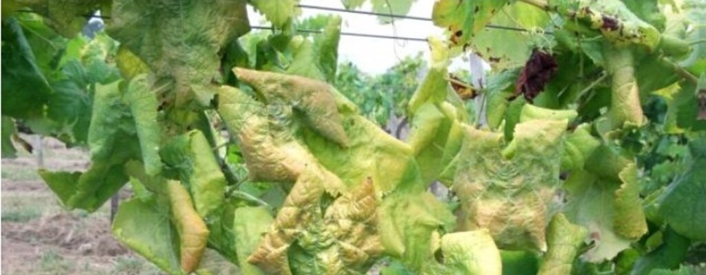 Avisos Agrícolas - Circular 16-2017