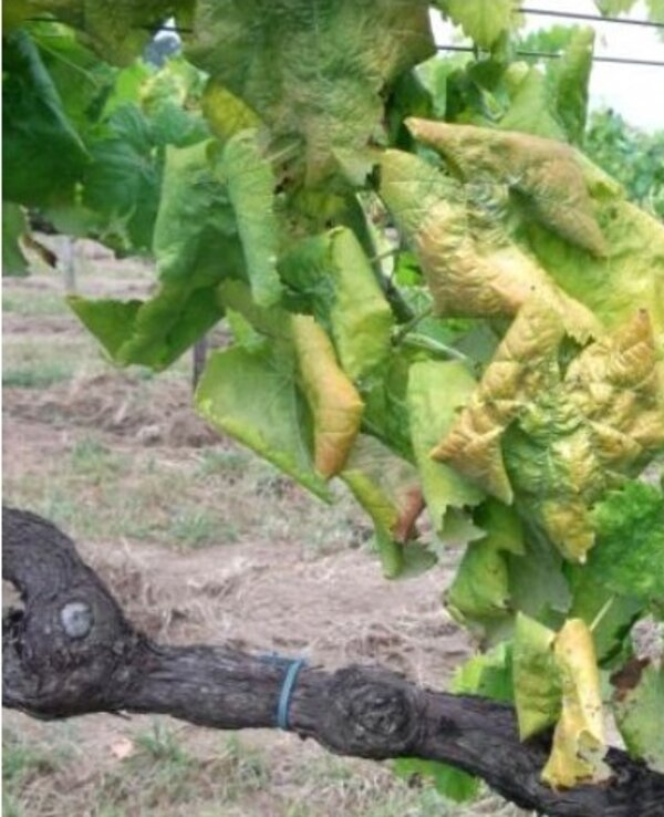 Folhas de videira com deformações e coloração amarelada, sinalizando problemas.