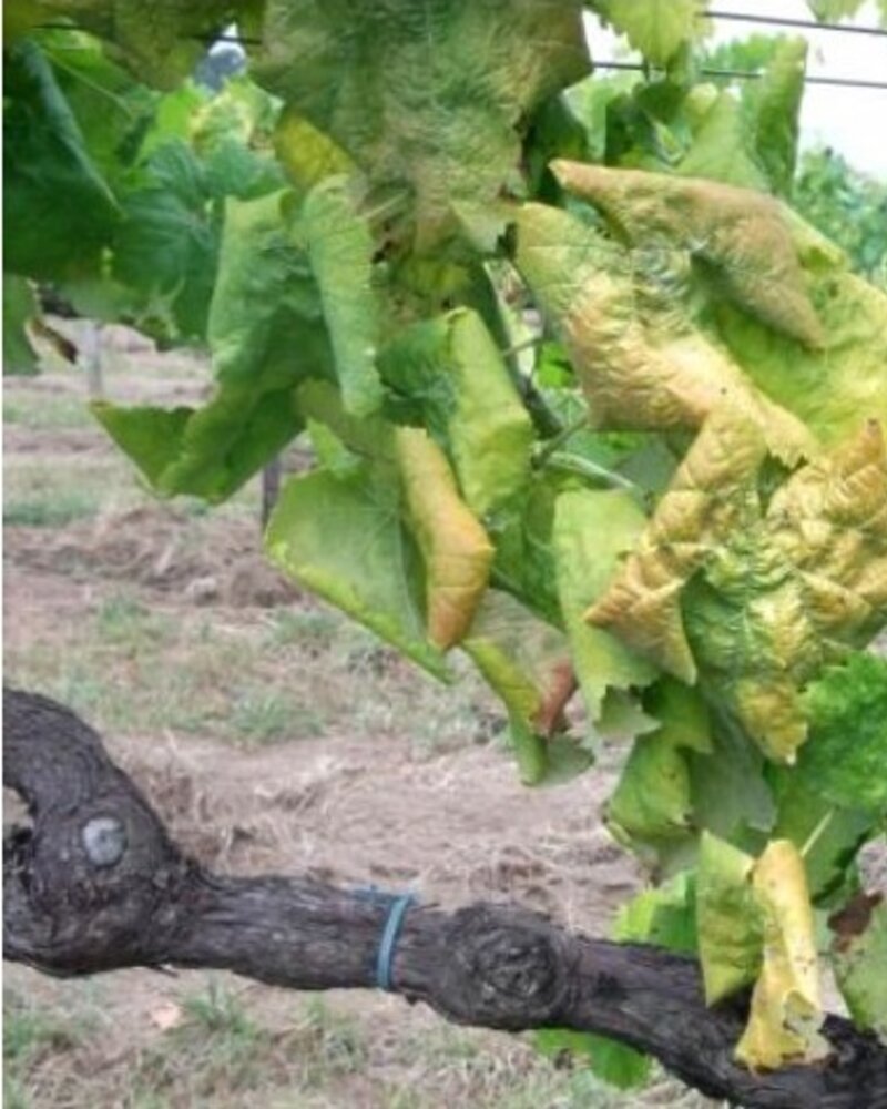 Folhas de videira com deformações e coloração amarelada, sinalizando problemas.