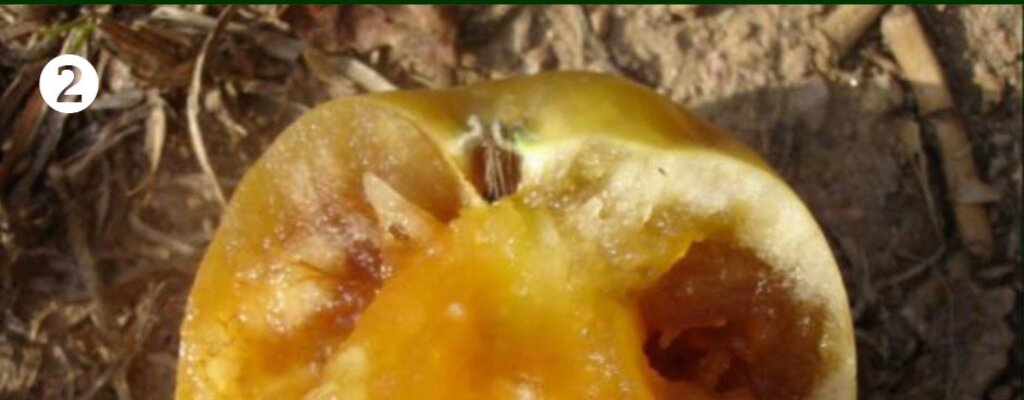 Avisos Agrícolas - Circular 17-2017