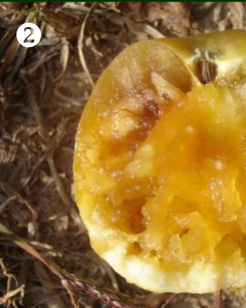 Uma fruta cortada ao meio, mostrando a polpa amarela e textura fibrosa.