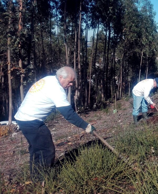 Grupo de pessoas a trabalhar na limpeza de uma área florestal com eucaliptos.