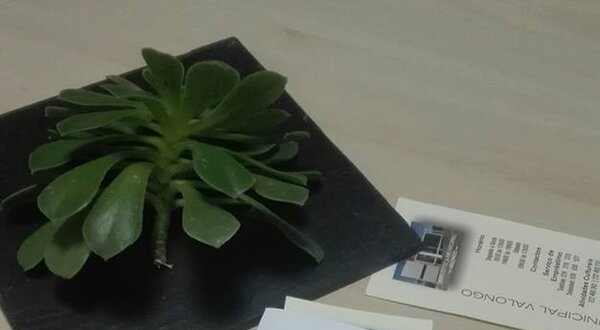 Folheto sobre o Dia Mundial da Poesia, com uma planta ao lado.